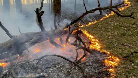 Ponad pół tysiąca pożarów traw od stycznia