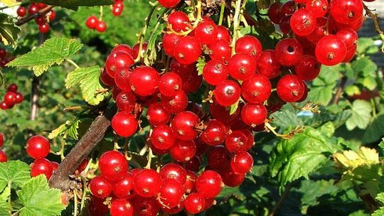 Popraw swoją odporność - proste sposoby