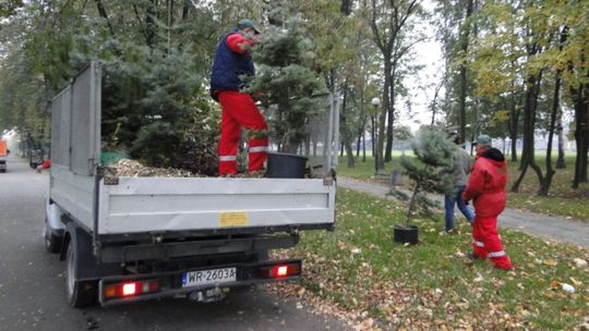 Posadzą 600 drzew przy radomskich drogach. Gdzie?