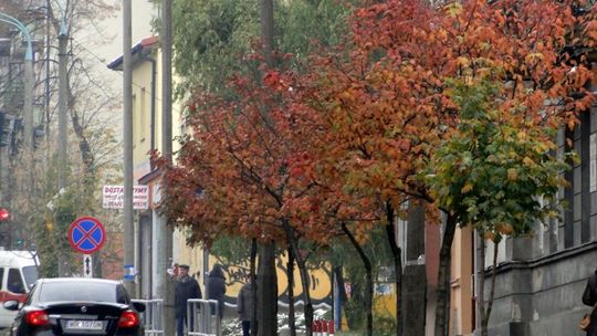 Posadzą nowe drzewa i krzewy