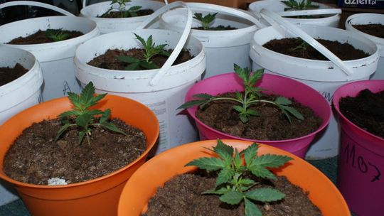 Posiedzą za sadzonki konopii indyjskich Posiedzą za sadzonki konopii indyjskich