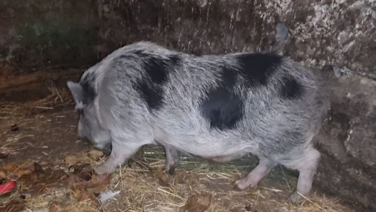 Poszukiwany właściciel świnki wietnamskiej [WIDEO]