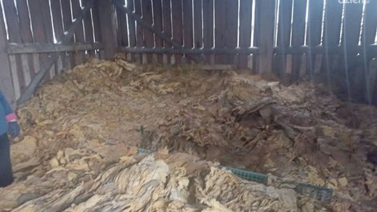 Potężny magazyn krajanki tytoniowej i tytoniu