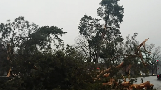 Powalone drzewo na trasie S7 (VIDEO)