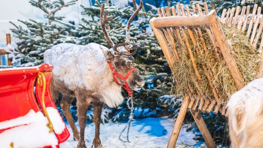 Powiatowy Jarmark Bożonarodzeniowy w Bielisze. Było wiele atrakcji 