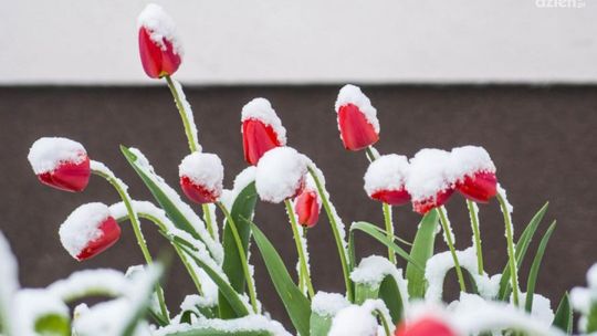 Powrót zimy do Radomia