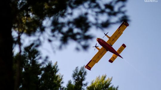 Pożar lasu pod Jastrzębiem. W akcji 10 zastępów