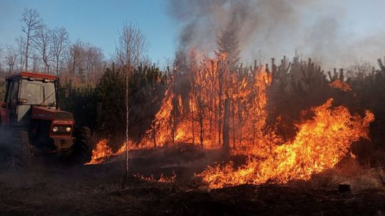 Pożar lasu. Spaliły się ponad dwa hektary