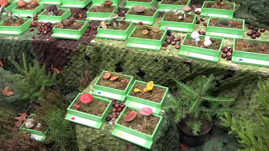 Poznaj grzyby, unikniesz zatrucia!