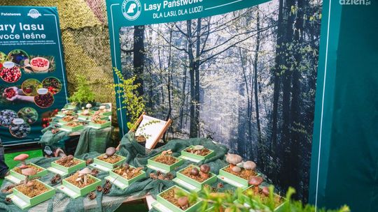 Poznaj grzyby - unikniesz zatrucia