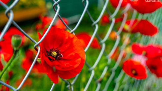 Praktyczne zastosowanie siatki ogrodzeniowej w ochronie sadzonek i młodych roślin