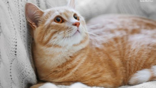 Prawidłowe żywienie kota – co powinny jeść mruczki?