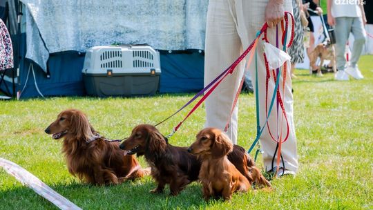 Prawie 140 ras psów z kraju i ze świata
