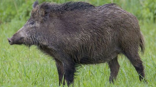 Przeciwciała ASF u odstrzelonego dzika. Jak powinni zachować się okoliczni mieszkańcy?