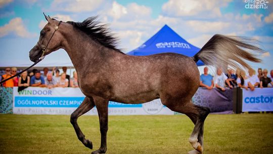 Przed nami IV czempionat koni arabskich