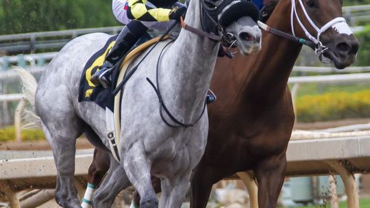 Przewidywalność w sporcie, czyli jakie dyscypliny warto obstawiać