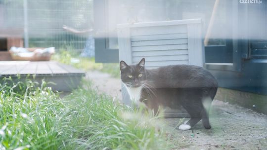 Przybywa kotów w radomskim schronisku