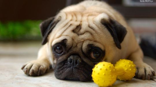 Przyjdź na Krajową Wystawę Psów!