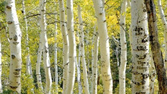 "Przyroda – Piękno i Precyzja. Uchwycone inaczej"