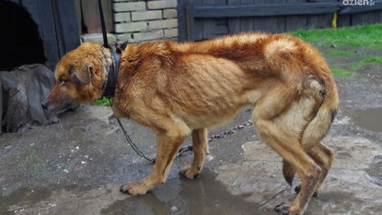 PRZYSUCHA. Zagłodzony pies uratowany