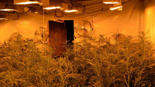 PRZYSUCHA. Zlikwidowano uprawę konopi