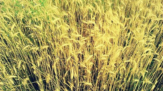 Przytyk. Trwa nabór wniosków o szacowanie strat spowodowanych suszą