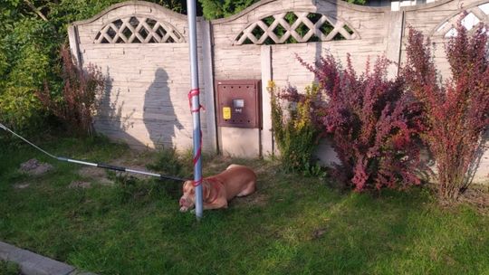 Przywiązany pies do słupa. Trafił do schroniska