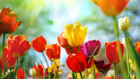 Przywitaj z nami wiosnę!