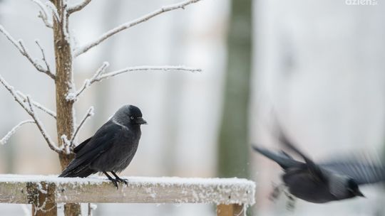 Ptaki zimą. Spacer po Radomiu z ornitologiem