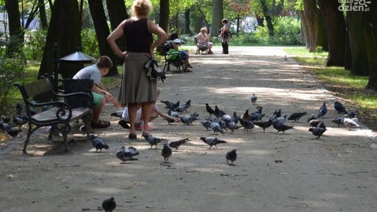 Ptasi problem w radomskich parkach