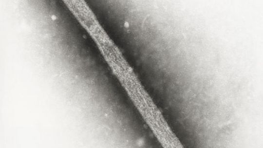 Ptasia grypa w Promnej. Sytuacja opanowana