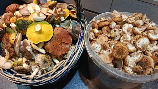 Grzybobranie w regionie radomskim