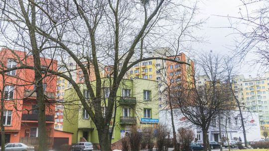 Radni ratują stary klon na Plantach