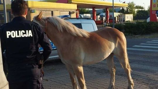 Radom. Koń biegał po ulicy