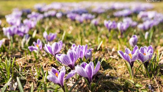 Radom w wiosennym obliczu