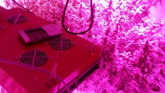 Radomscy policjanci zatrzymują dilerów w Warszawie