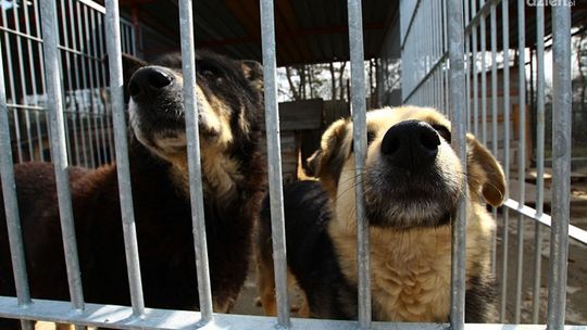 Radomskie schronisko przepełnione!