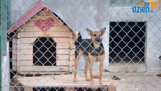 Radomskie schronisko szykuje się na zimę