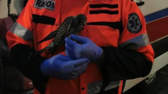 Ratownicy z Radomia uratowali myszołowa