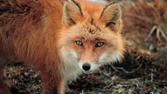 REGION: Desant szczepionek przeciw wsciekliźnie