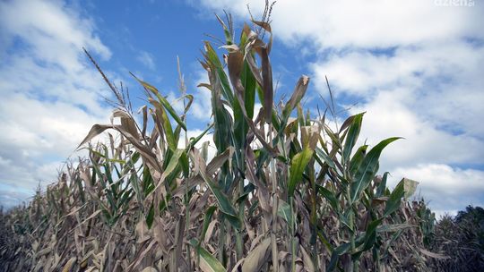 Region. Uzyskaj pomoc klęskową