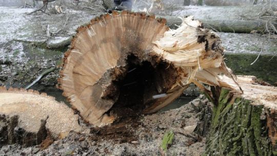 Rewitalizacja czy dewastacja radomskich parków?