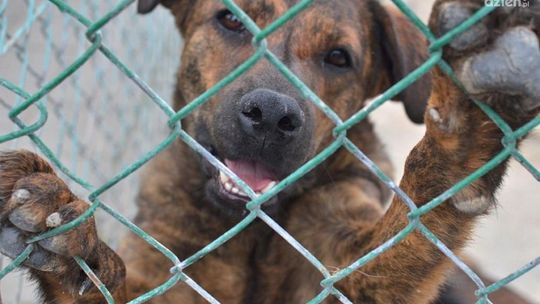 Rock'owy koncert dla zwierząt