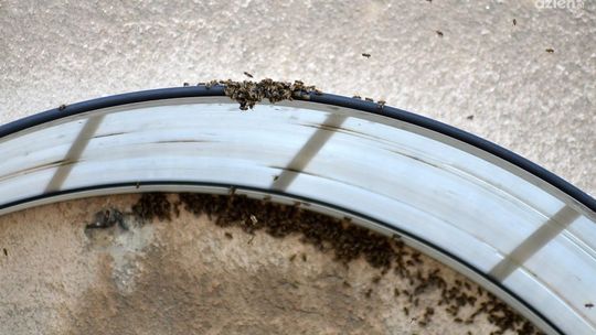 Rój pszczół w środku miasta!