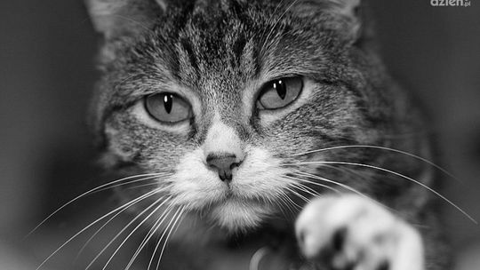 Rok więzienia za znęcanie się nad kotami