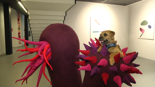 Róże i róże Basi Bańdy