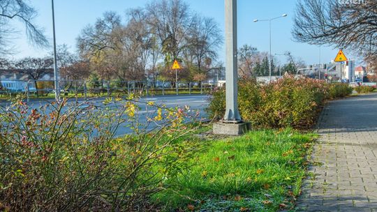 Róże zamiast trawy