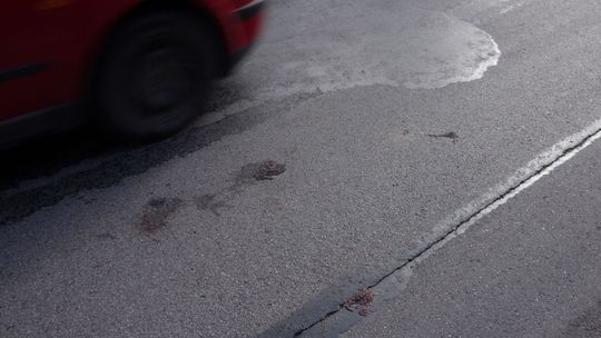 Rozjeżdżają tu żaby - alarmują przyrodnicy