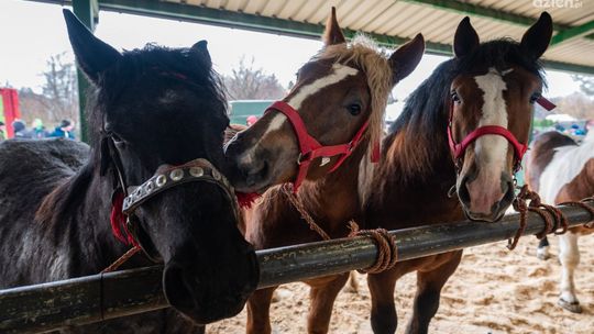 Rozpoczęły się skaryszewskie Wstępy