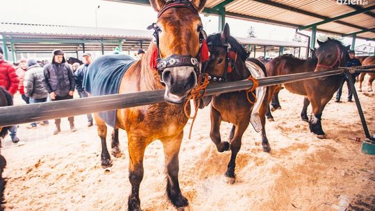 Rozpoczęły się skaryszewskie Wstępy online